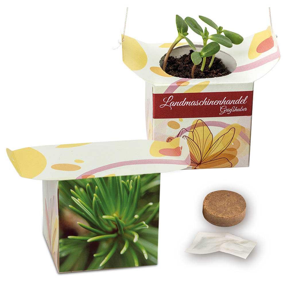 Blumenampel - Fichte