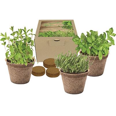 Kokos-Pflanz-Set Italienische Küche