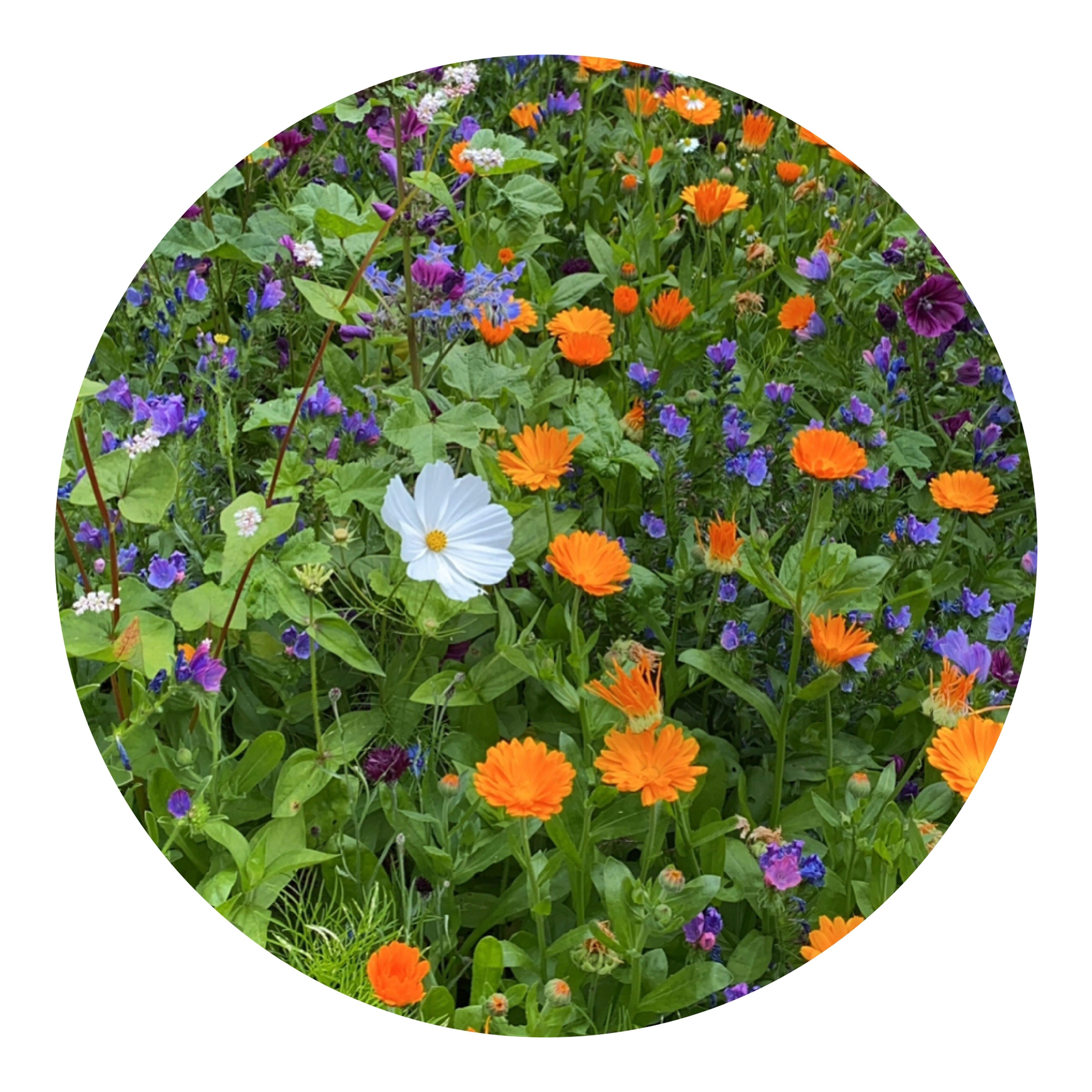 Tüte mit 4 Gramm Schnittblumensamen