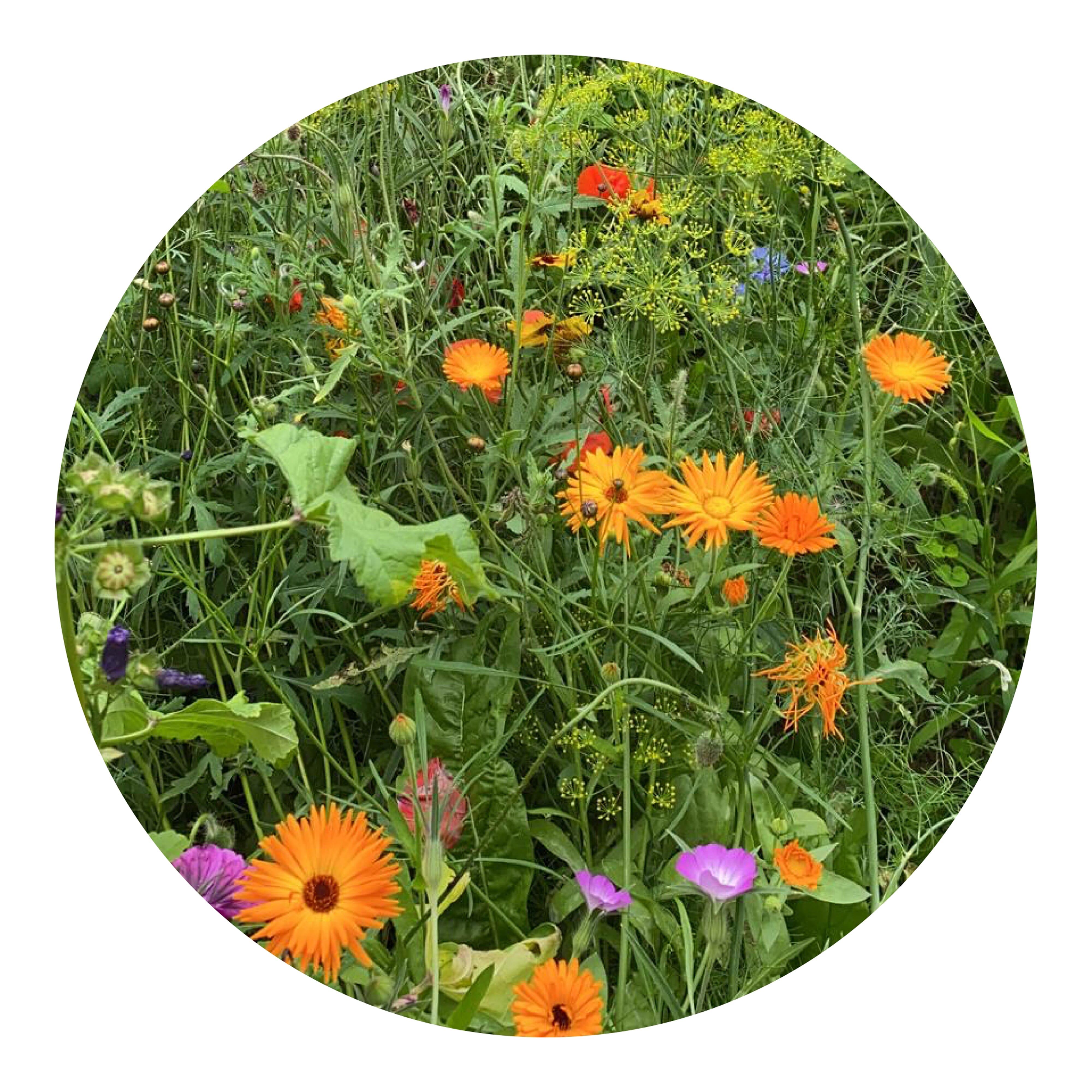 Tüte mit 4 Gramm Wildblumensamen