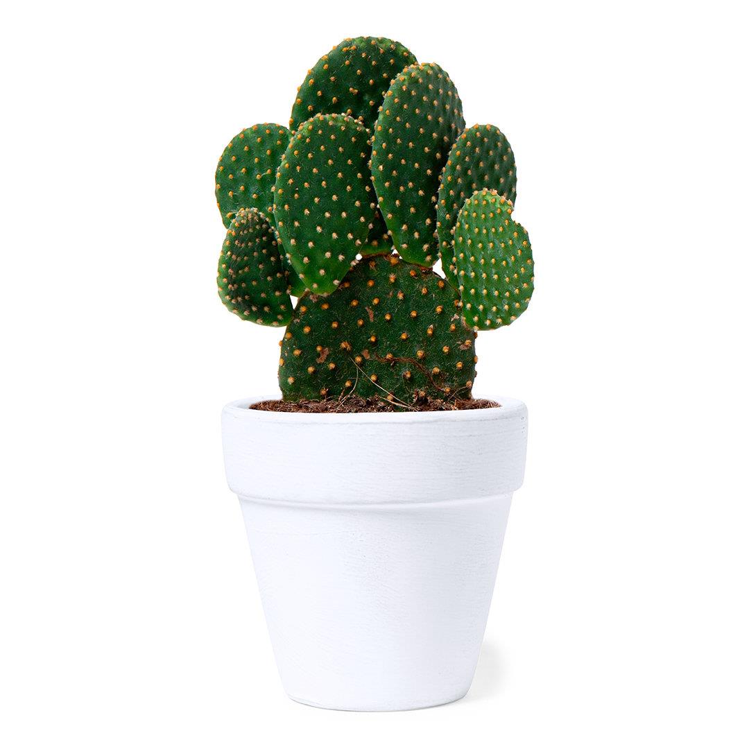 Blumentopf