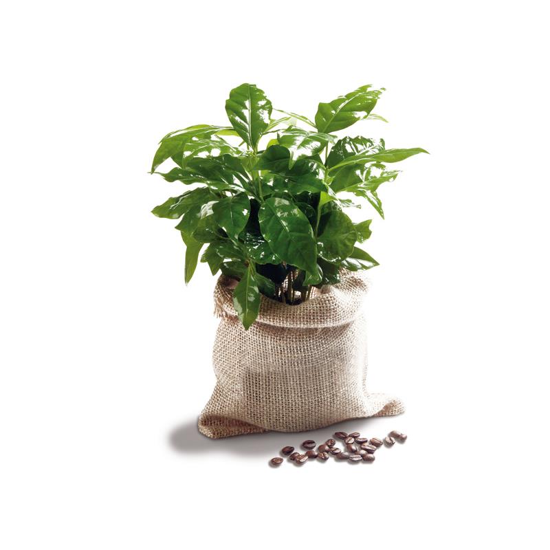 Reiche Ernte im Kaffeesack - Minipflanze